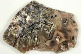 Polished Turkish Stick Agate Slab - Turkey #207938-1